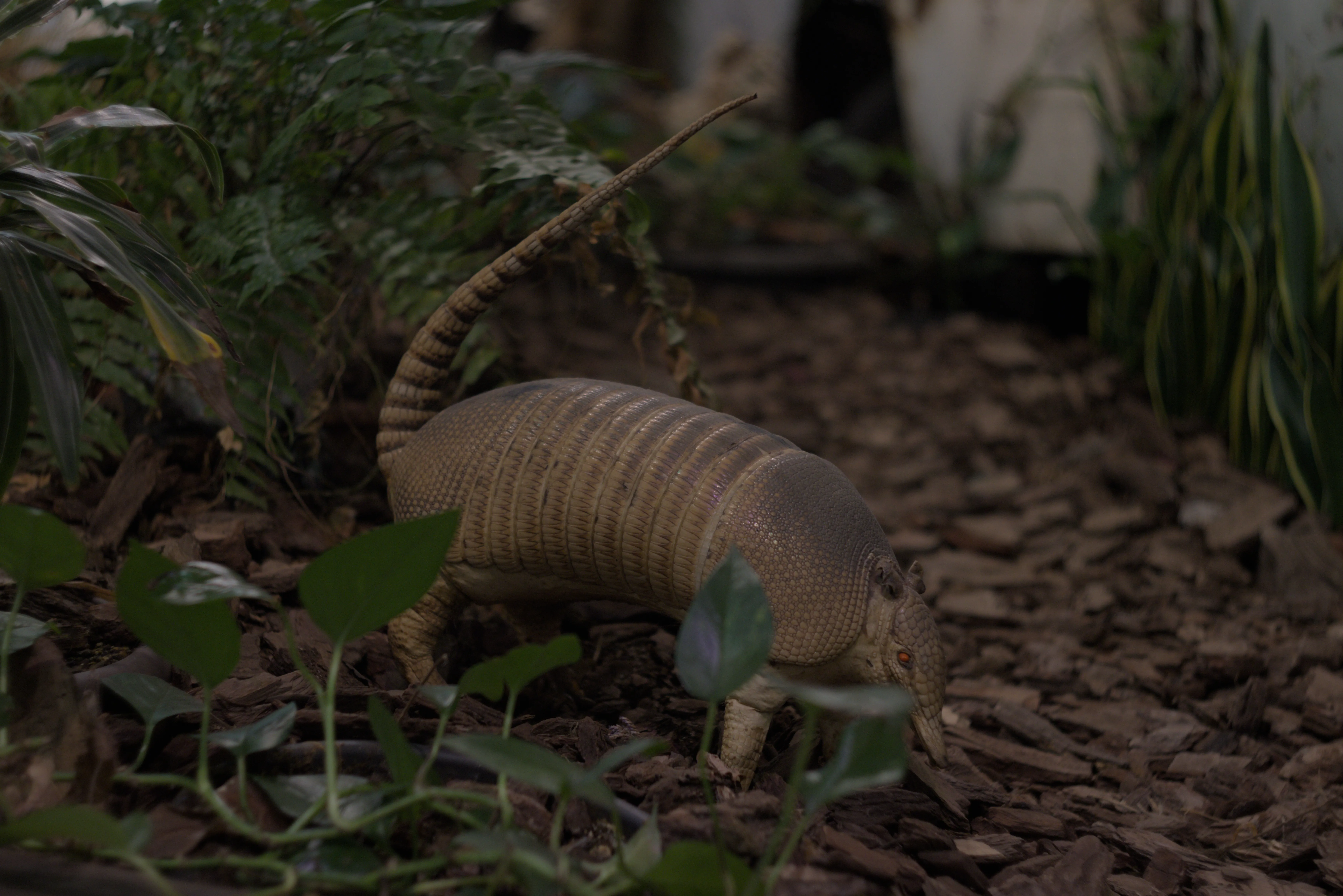 Zenith Helios-77M-4 1,850 (VOMZ) - _I4A0313.webp